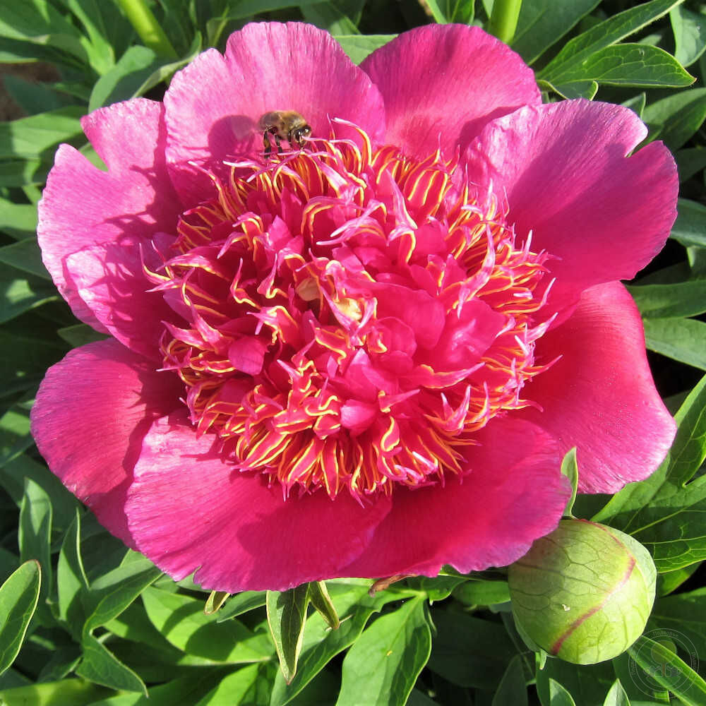 Пион Анемонефлора v5 Tim 