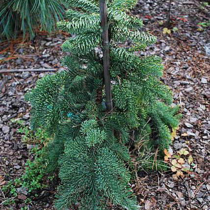 Пихта высокорослая Делбар Каскад C7.5 30-40 cm Sch 