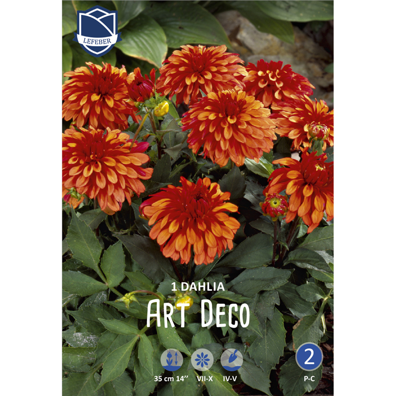 Клубень Георгина бордюрного Гэлери Арт Деко I 1шт 