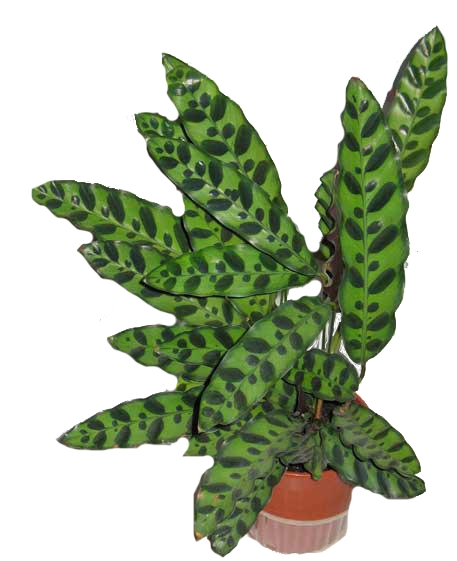 Калатея Лансифолия d11 h30 