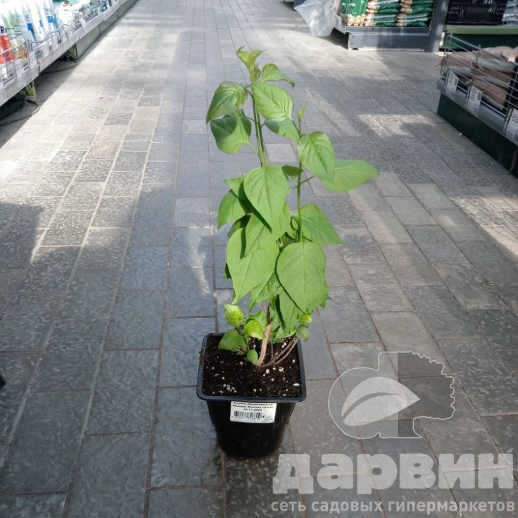 Сирень обыкновенная Мишель Бюхнер v2 Lav 