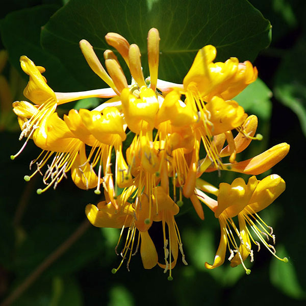 Жимолость декоративная Тельмана Р9 Mir 