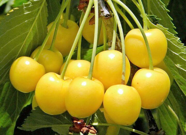 Черешня Приусадебная Желтая ранн v10 140-160 ЦО 