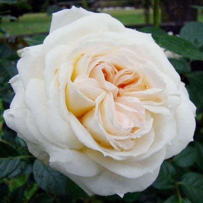 Роза плетистая МОН ЖАРДИН v7 Fr 