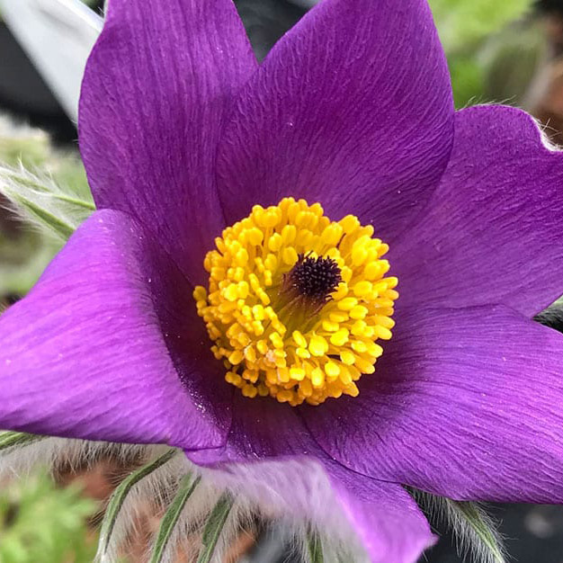 Прострел Пинвел вайолет блю р9 Sw 