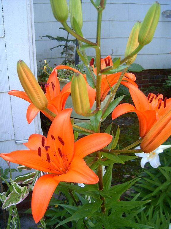 Лилия азиатская Тайни Дино d15 Tim 