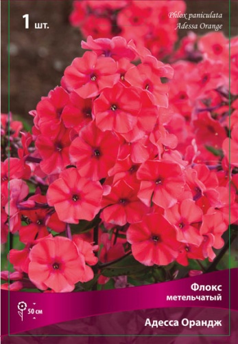 Кореневище Флокс метельчатый Адесса Ориндж 1шт Поиск 