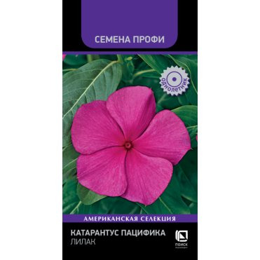 Семена Катарантус Пацифика Бургунди 10 шт  Поиск 