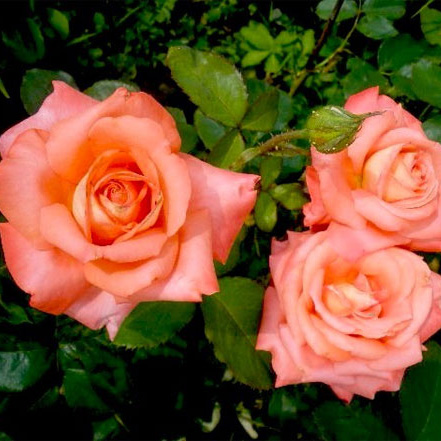 Роза чайно-гибридная КАТРИН ДЕНЁВ v7 Fr 