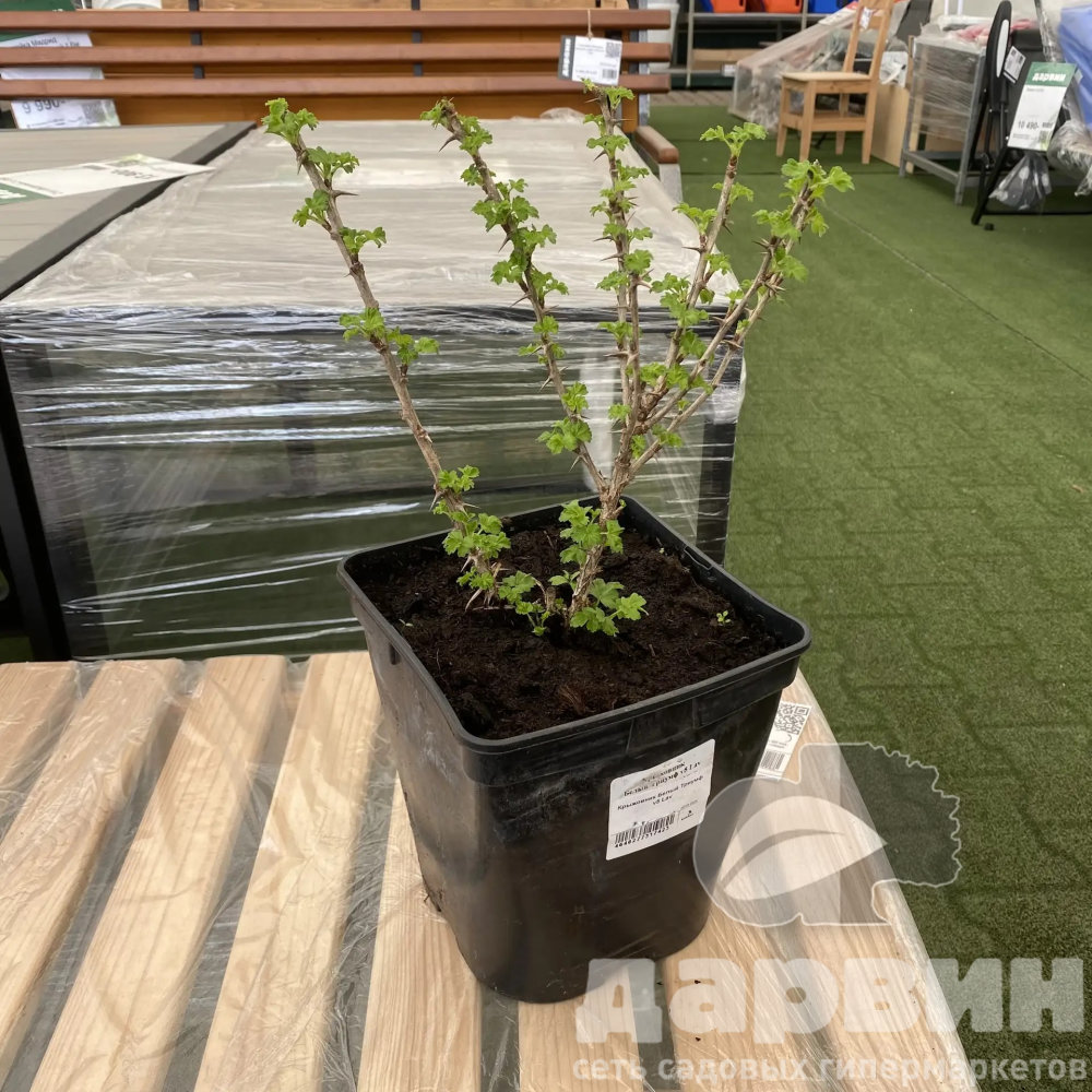 Крыжовник Белый Триумф v5 Lav 