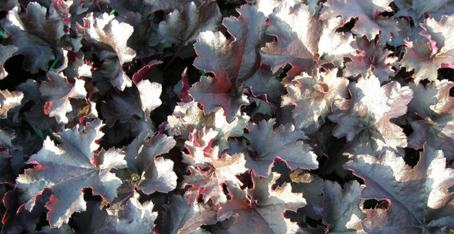 Гейхера Дарк Мистери d12 ХР 