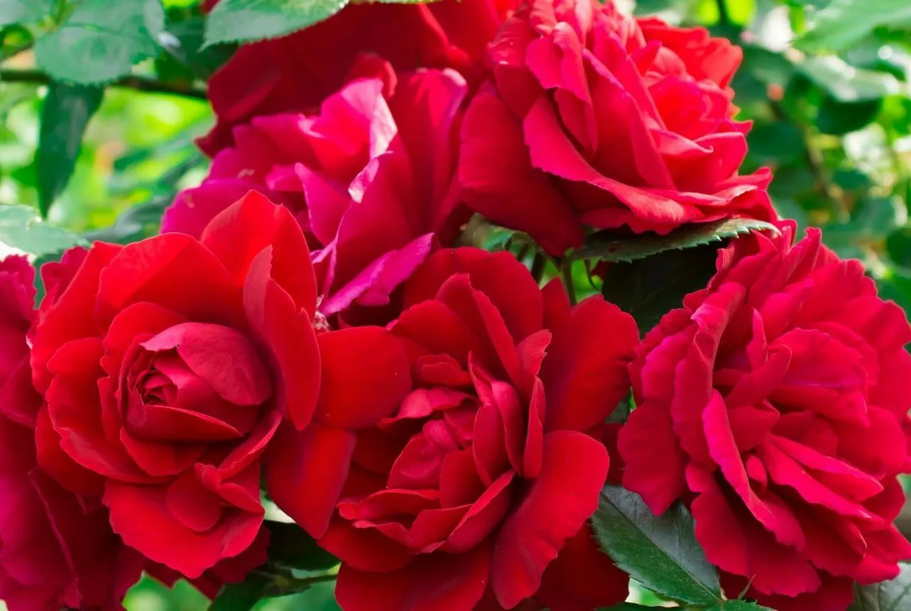 Роза Плетистая Сантана в коробке Биосфера 