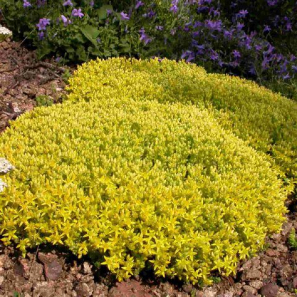 Очиток едкий Еллоу Квин р9 Sw 