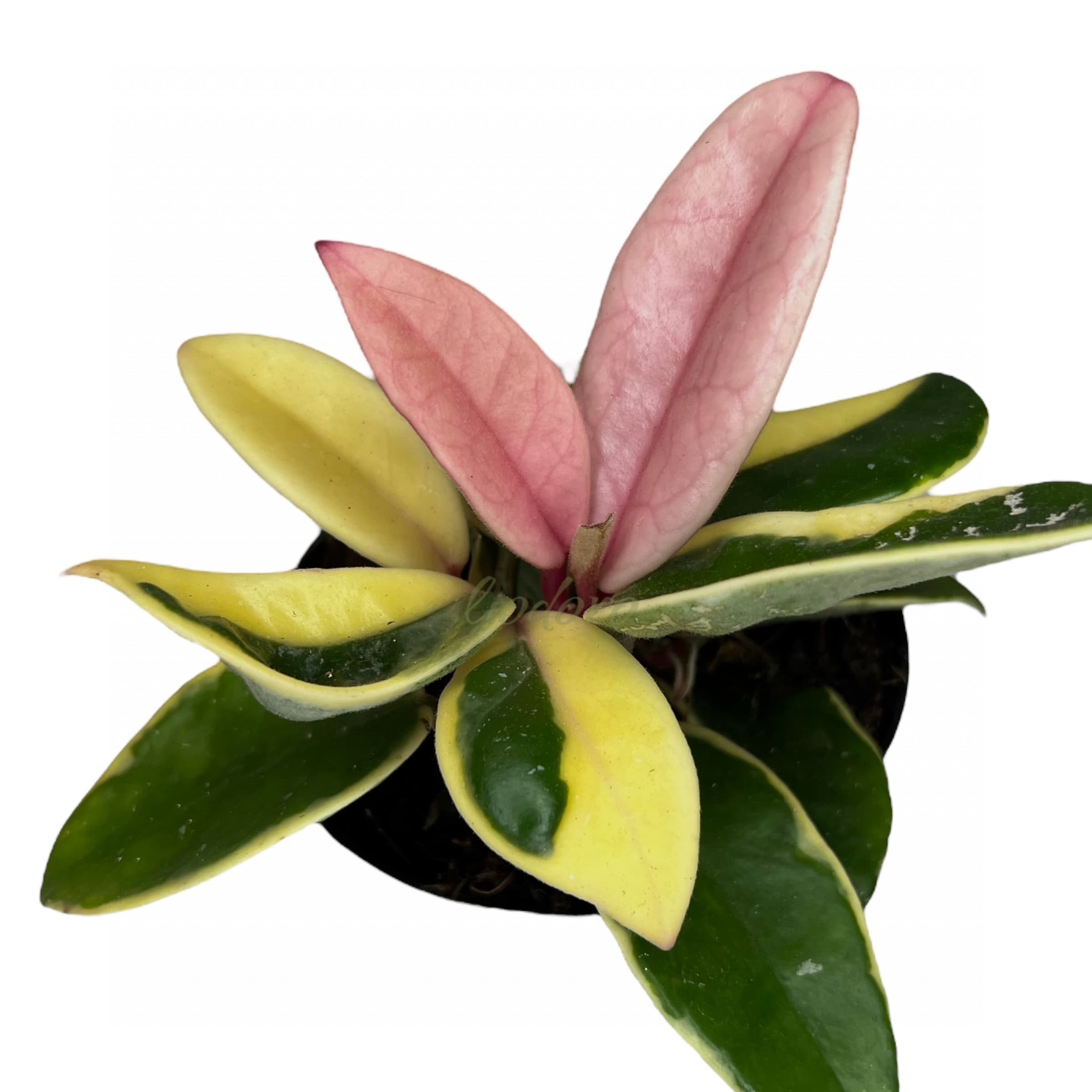 Хойя Карноза Альбомаргината d10 h10 