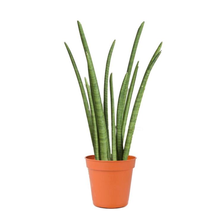 Сансевиерия цилиндрическая d35 h100-130Tim 