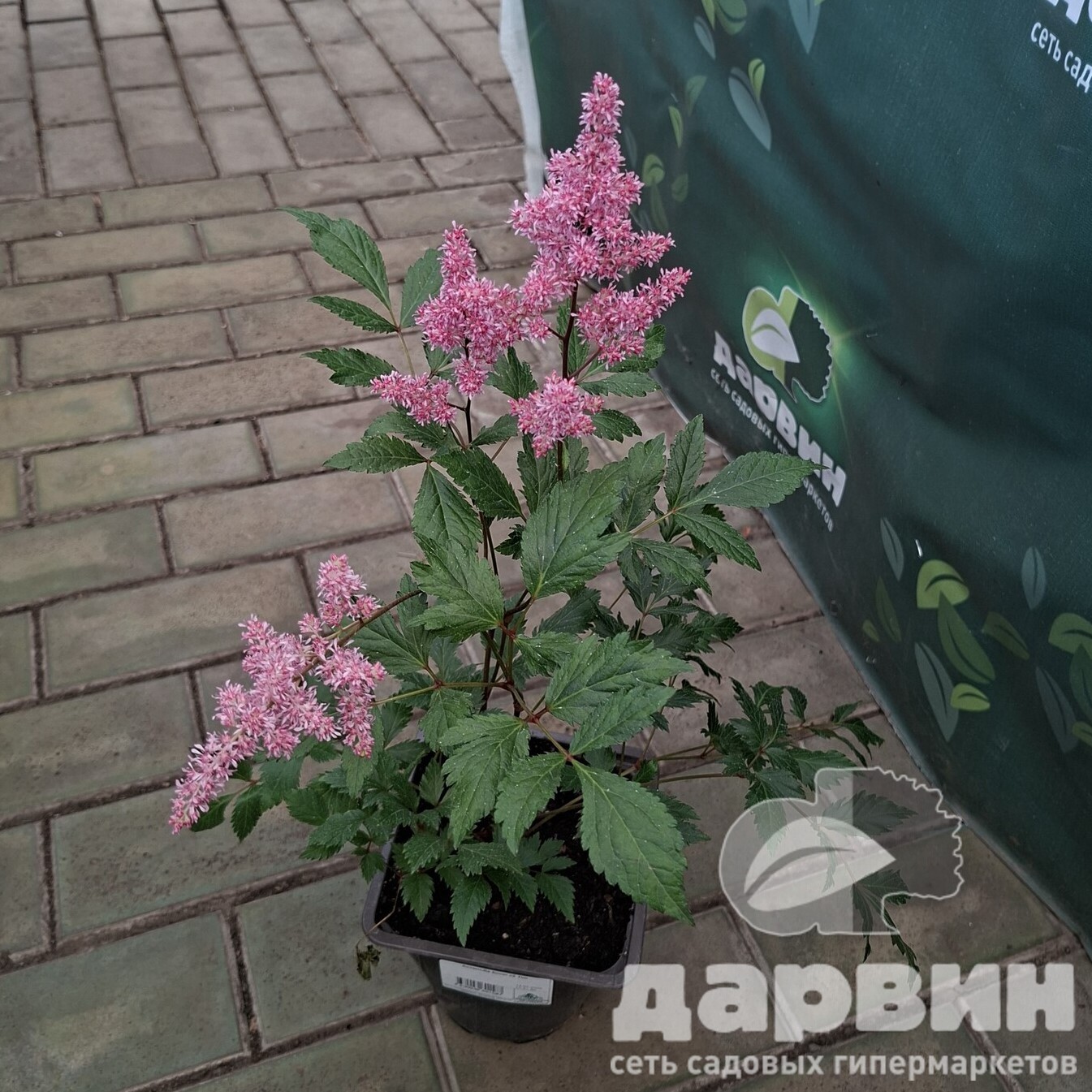 Астильба Бонн в2 Тим (2)