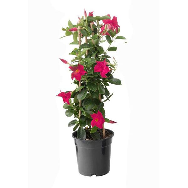 Dipladenia: come coltivare, potare e prendersi cura della mandevilla Flower land