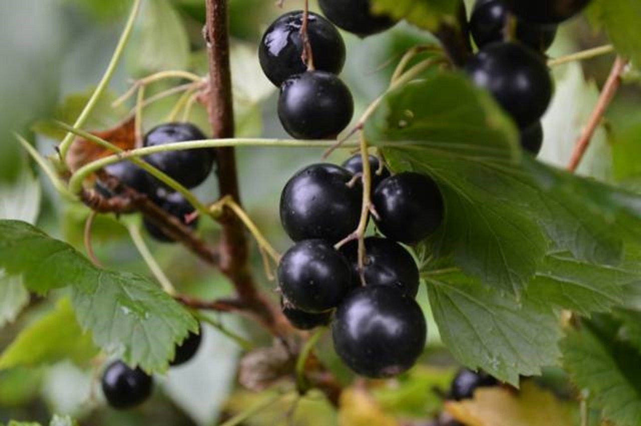 Смородина черная Пигмей v1 Tim 