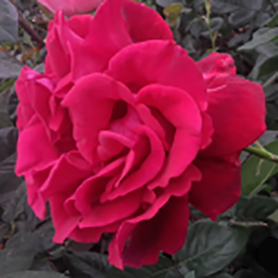 Роза чайно-гибридная Юпитер v7 Tim 