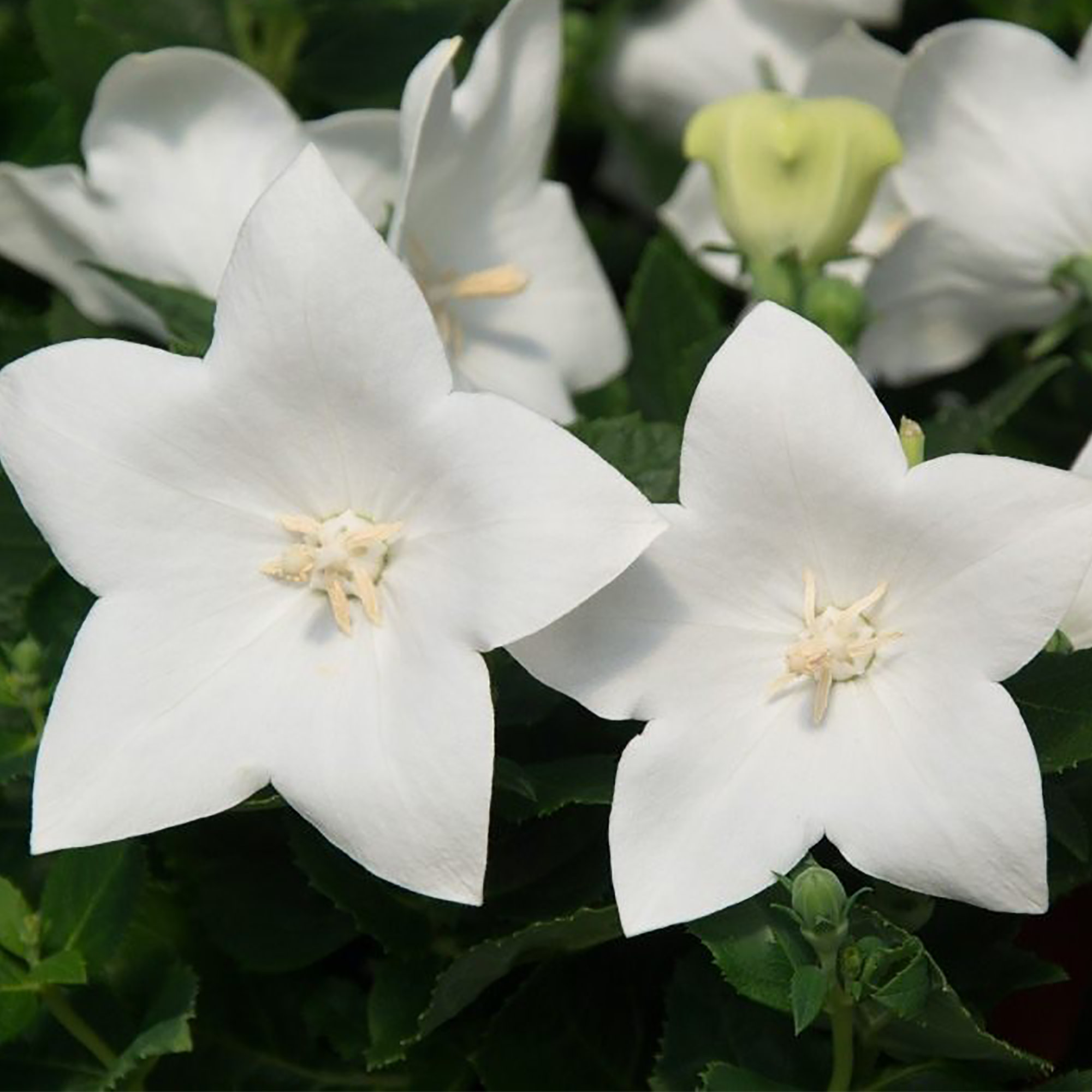 Корневище Платикодон Вайт, 1шт/уп 