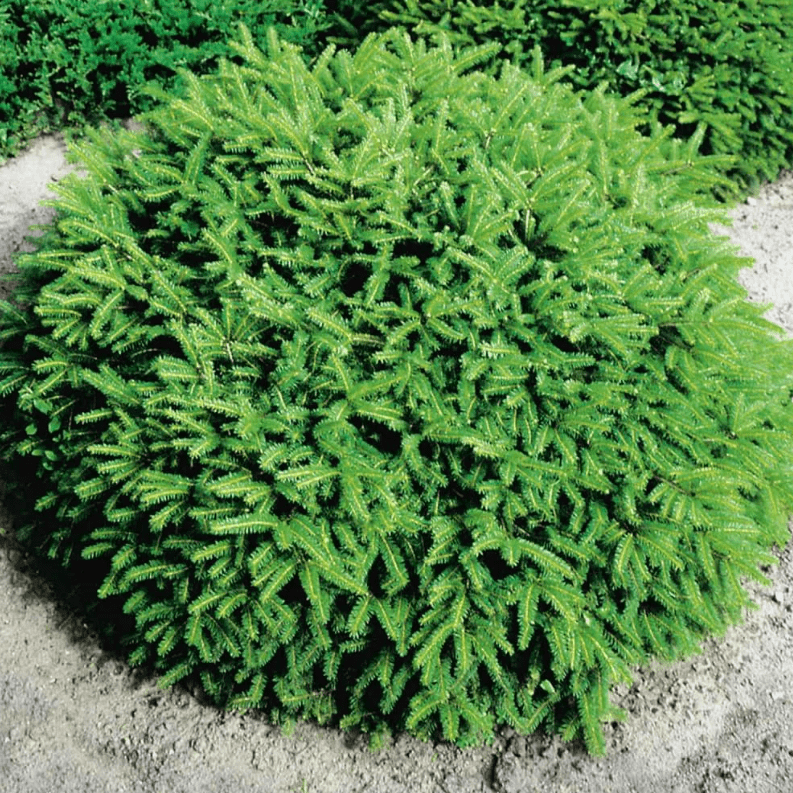 Ель обыкновенная Нидиформис C7,5/10 30-40 Bor 