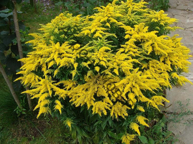 Золотарник гибридный Голд Кинг ,С2 ЦО 