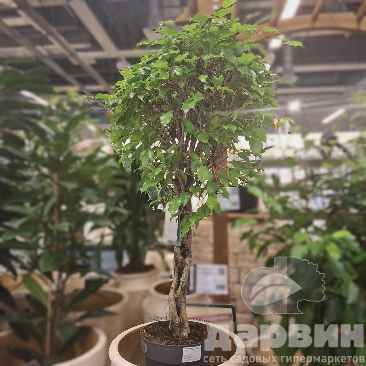 Фикус бенджамина Экзотика переплетенный d24 h100 