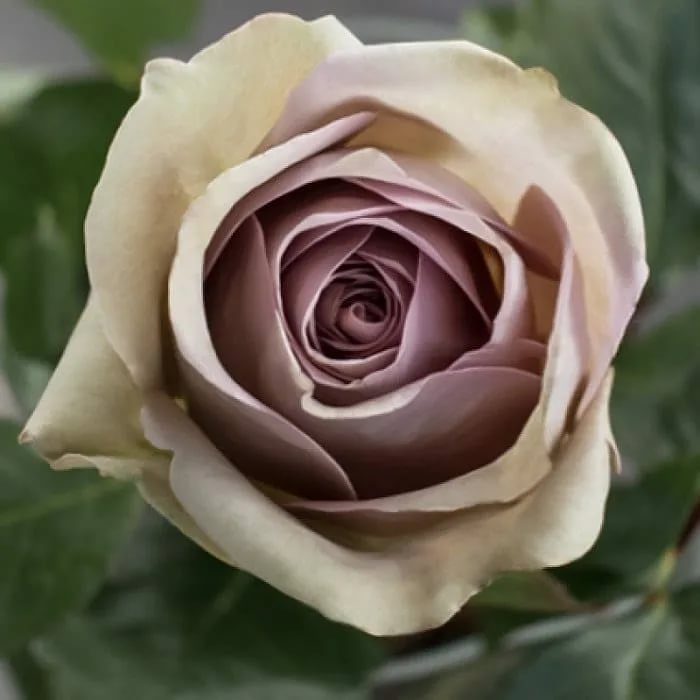 Роза чайно-гибридная Амнезия  v5 Lav 