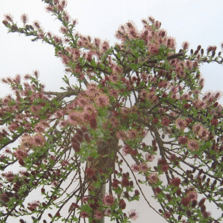 Ива Ялта Р21, 60см 