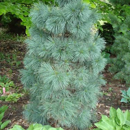 Растение сосна веймутова Софт тач 50-60см 