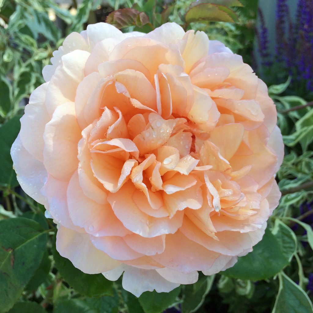 Роза шраб Зэ Леди Гардэнер v6, Tim 