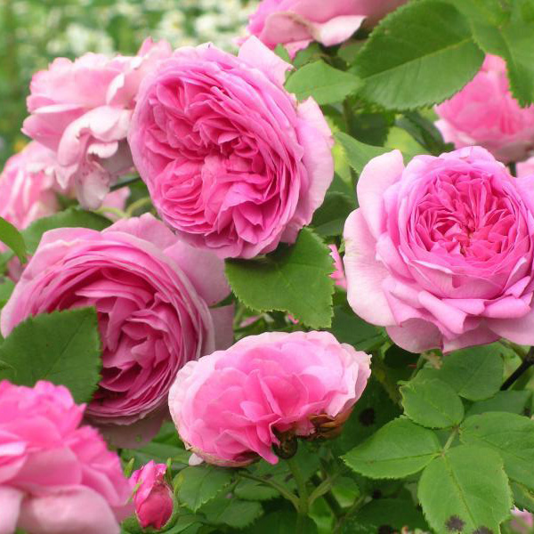 Роза кустовая Луис Одье v7,5 Sav 