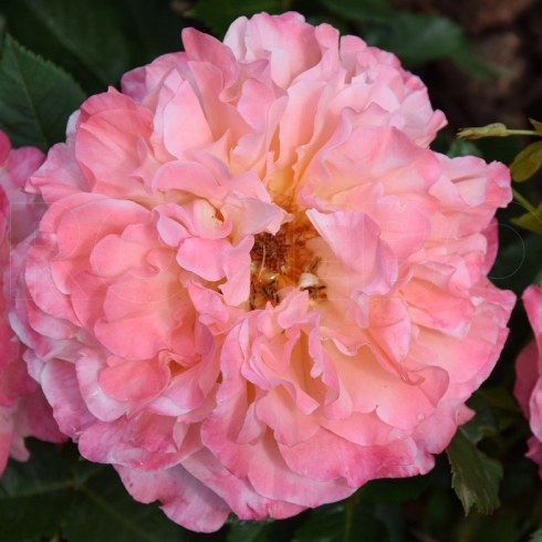 Роза плетистая Фокстрот v7 Tim 