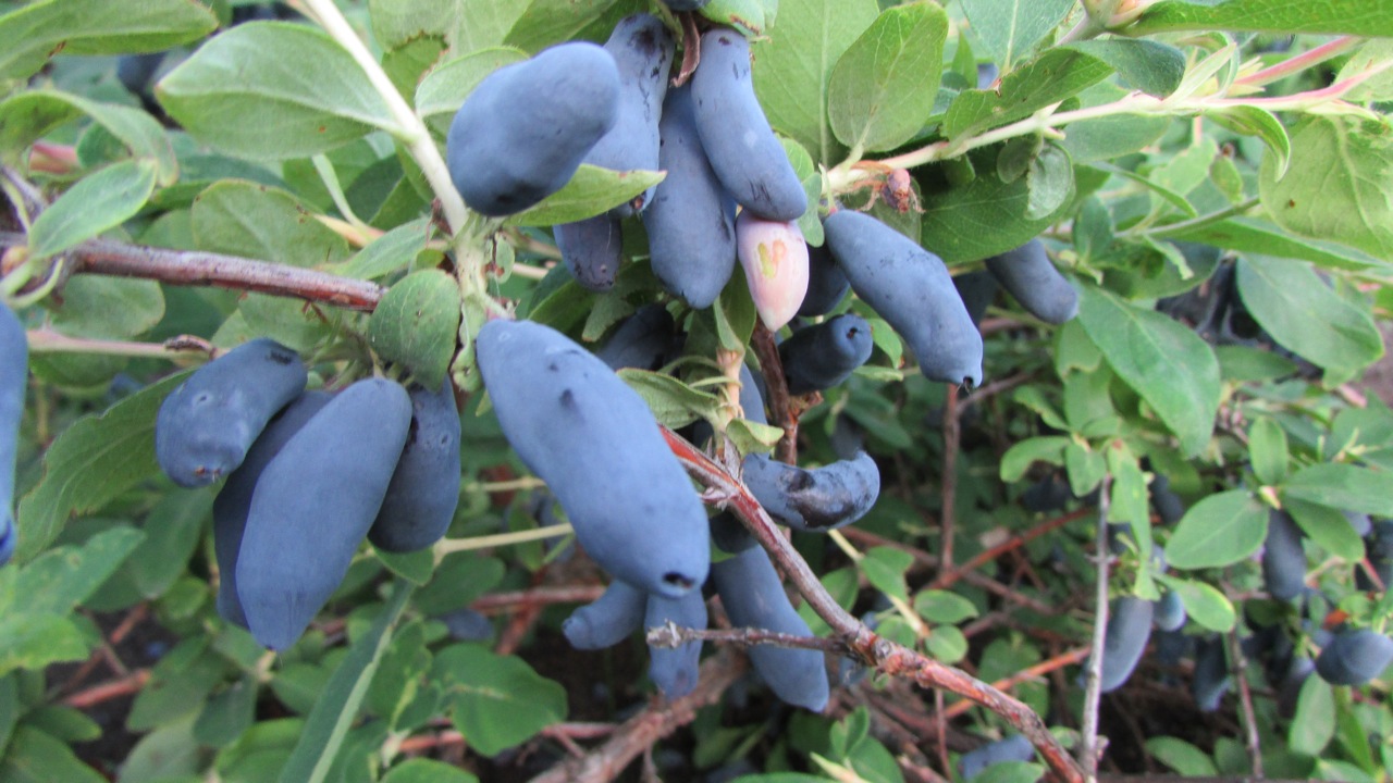 Жимолость съедобная Бакчарская Юбилейная v1 Tim по цене  Жимолость съедобная Бакчарская Юбилейная v1 Tim