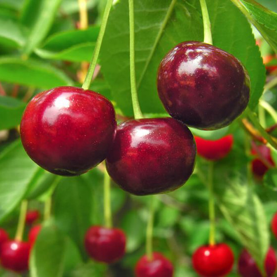 Вишня Радонеж v7 100-120 Tim 