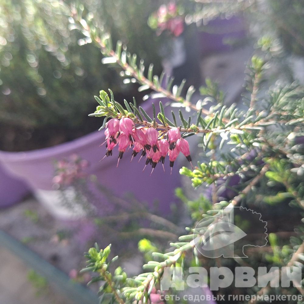 Эрика дарленская Крамерс Роут v3 Lav 