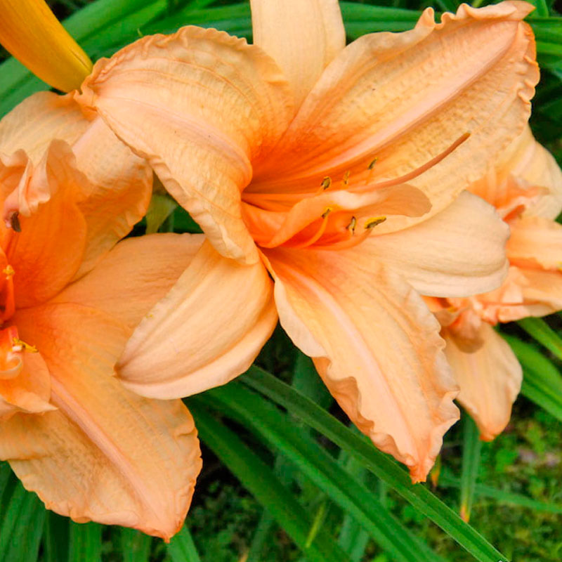 Лилейник Дабл Дрим v2 Tim 