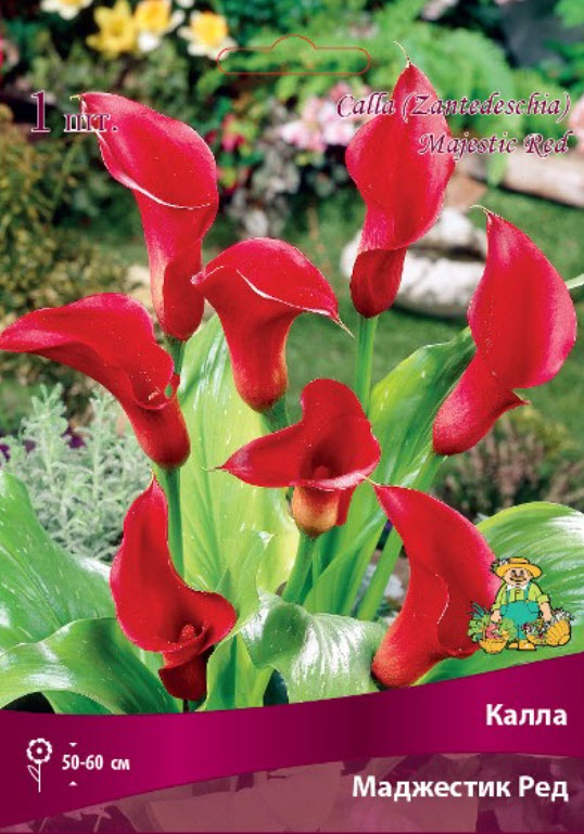 Клубень Калла Маджестик Ред  14/16 1шт. Поиск 