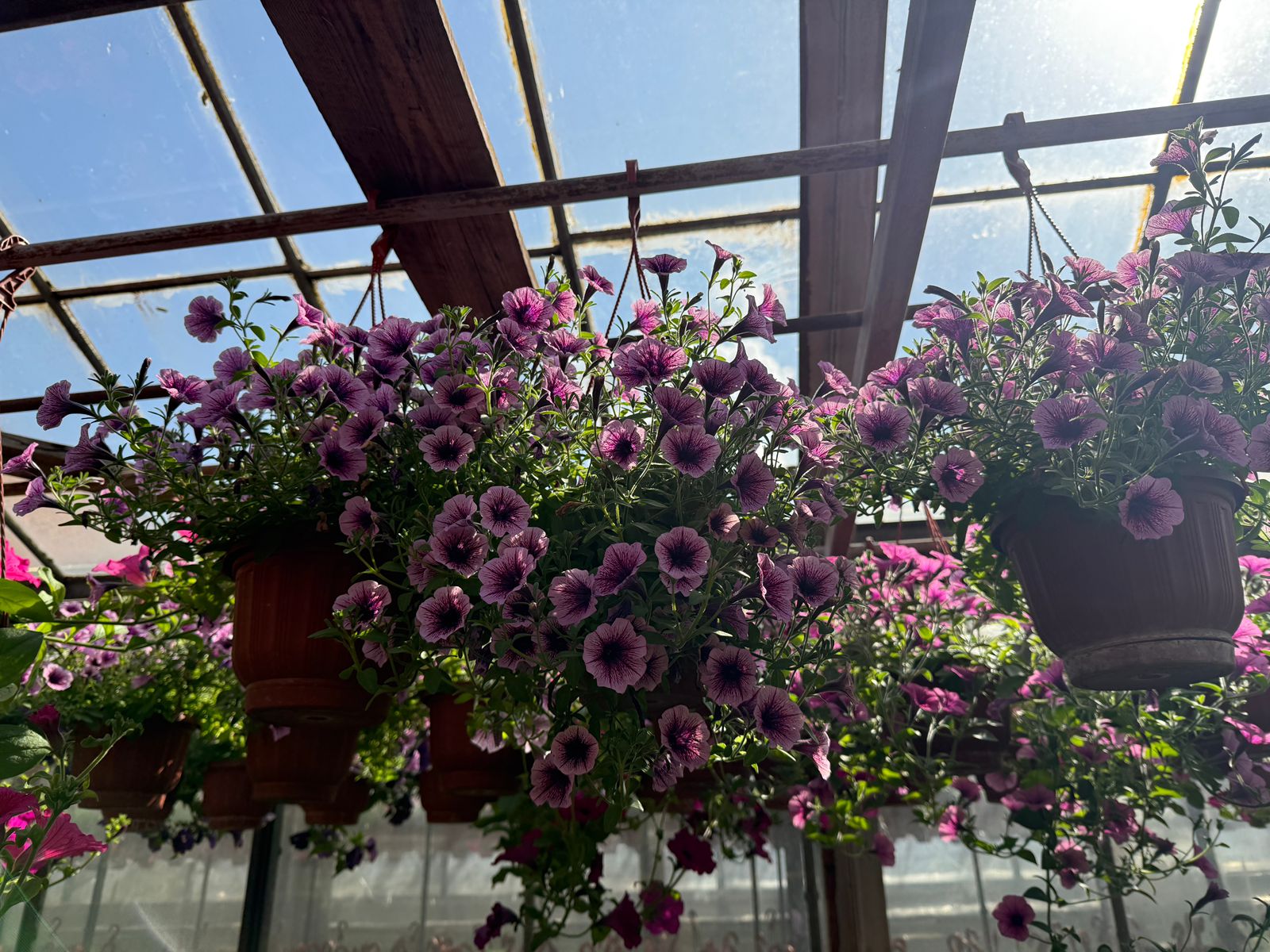 Калибрахоа 2,5л - d21 ХН 