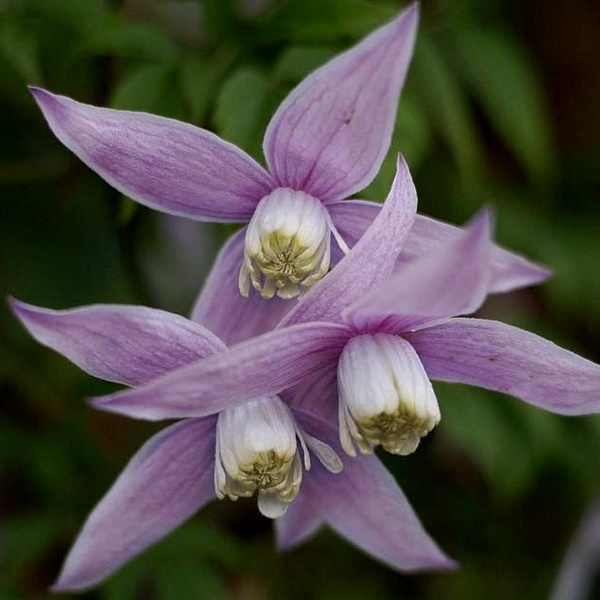 Клематис Пинк фламинго, Р7 