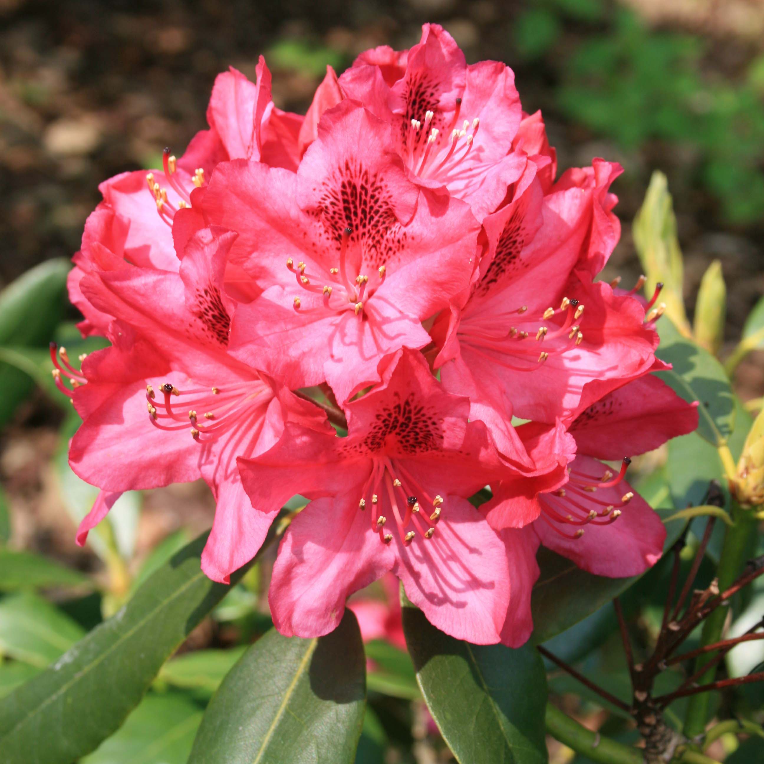 Рододендрон гибридный Эксельсиор 5 