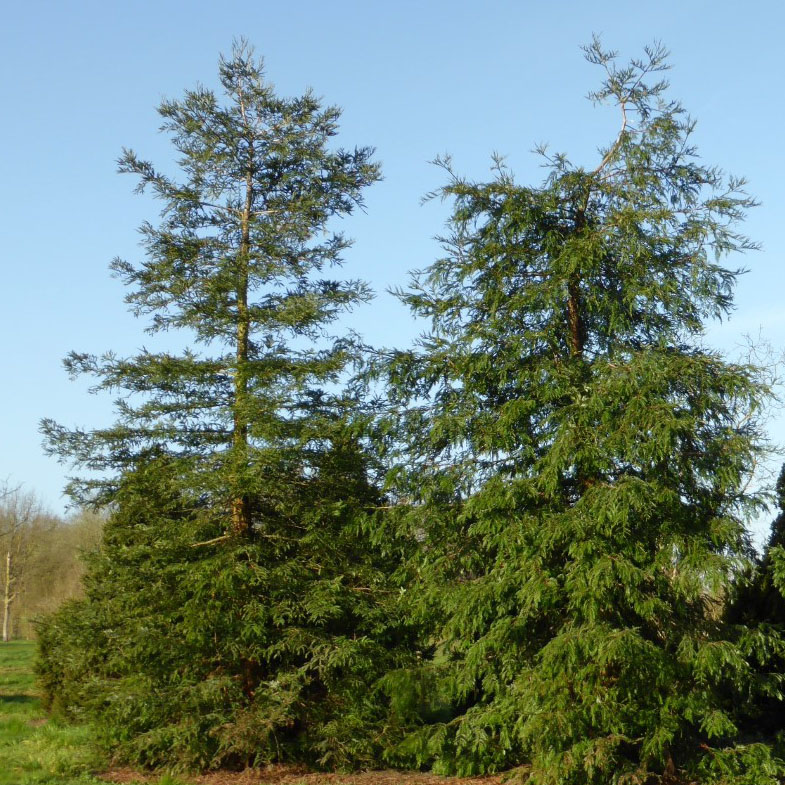 Растение секвоя вечнозеленая Корбел С7,5/60-80 