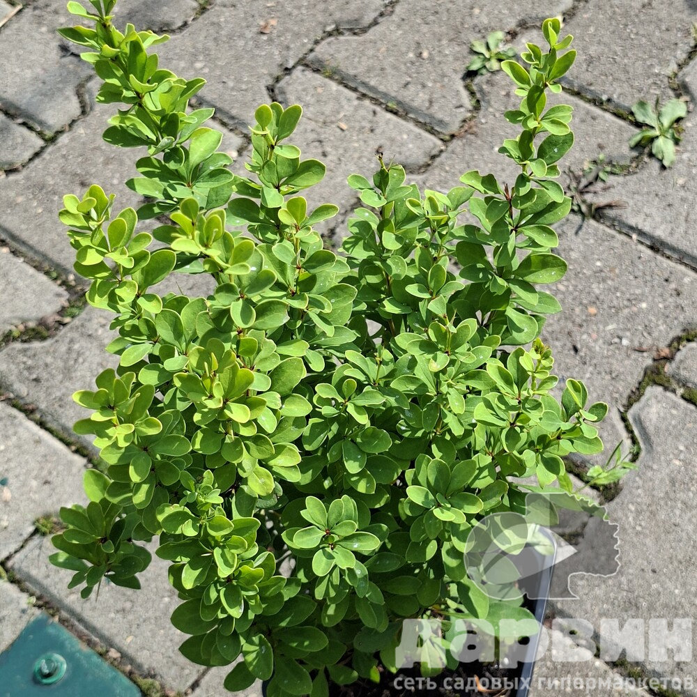 Барбарис тунберга Эректа v2 Lav 