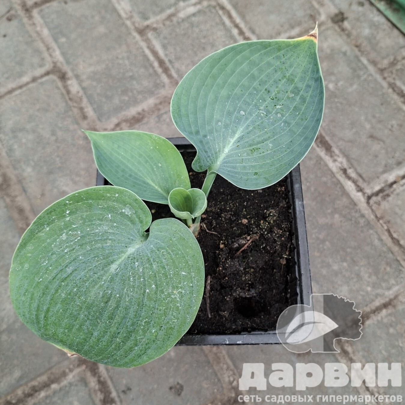 Хоста Абига Дринкин Гард v2 Tim 