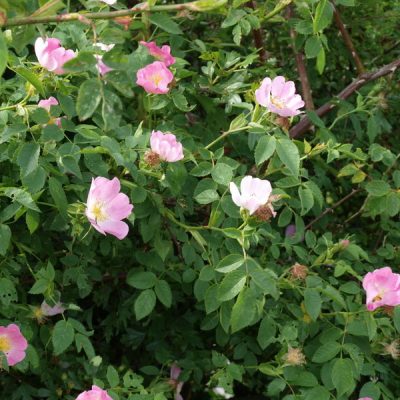 Роза собачья контейнер 7,5л Niv 