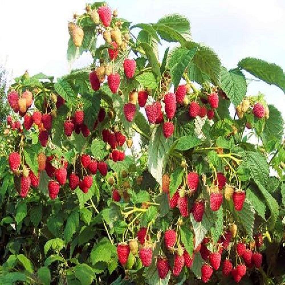 Малиновое дерево Таруса красная v5 Tim 