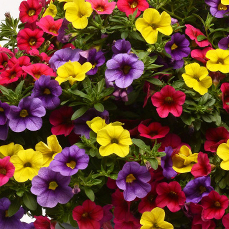 Калибрахоа ампельная  Фьюсиблес Парадис Исланд смесь D23 ПВ 