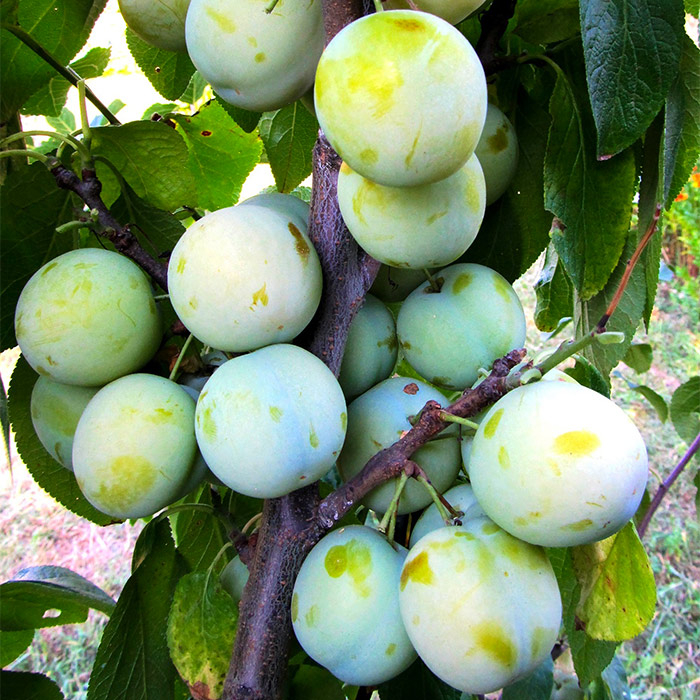 Слива Луч v 5-10 Tim по цене  Слива Луч v 5-10 Tim