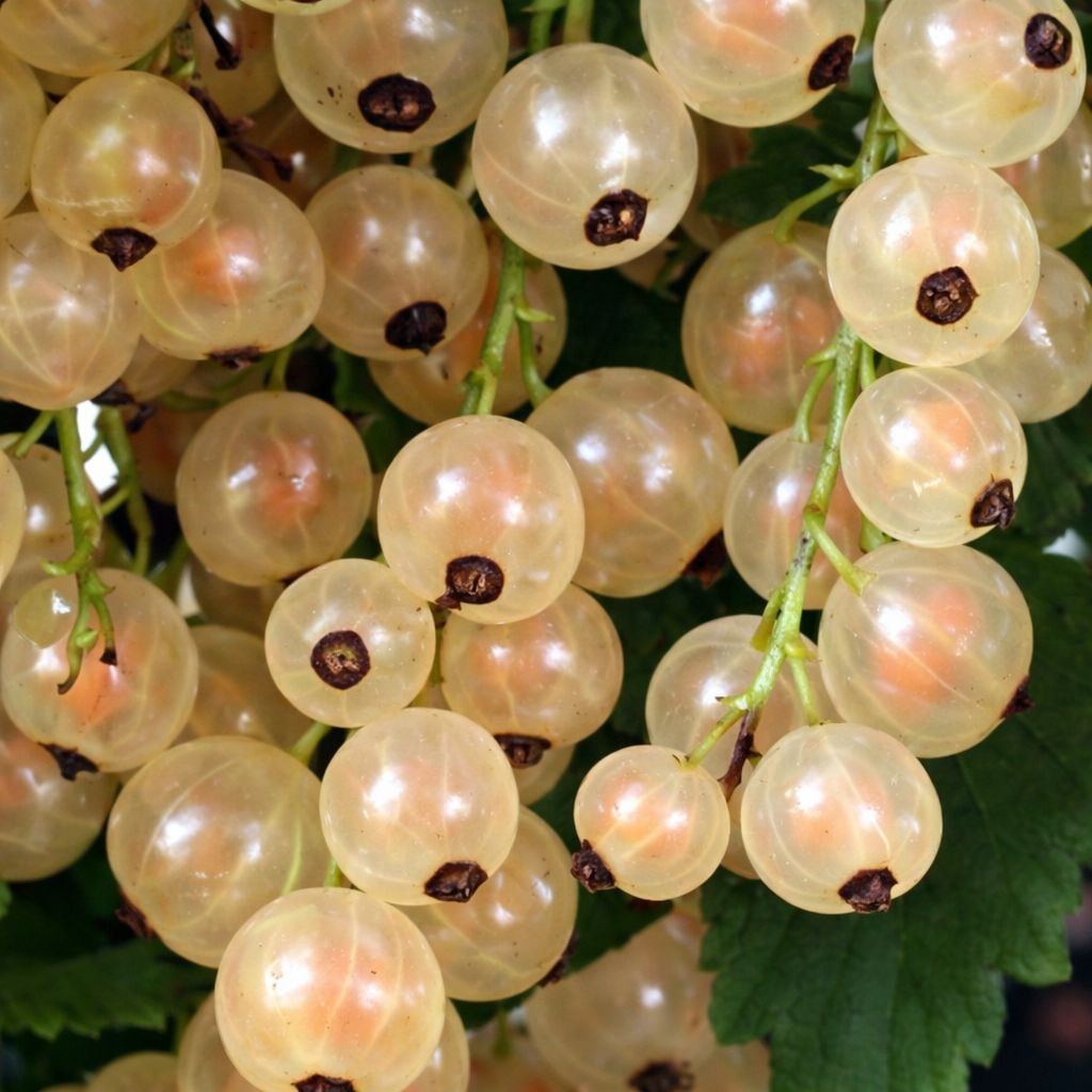 Смородина белая Белка  в коробке, Tim 