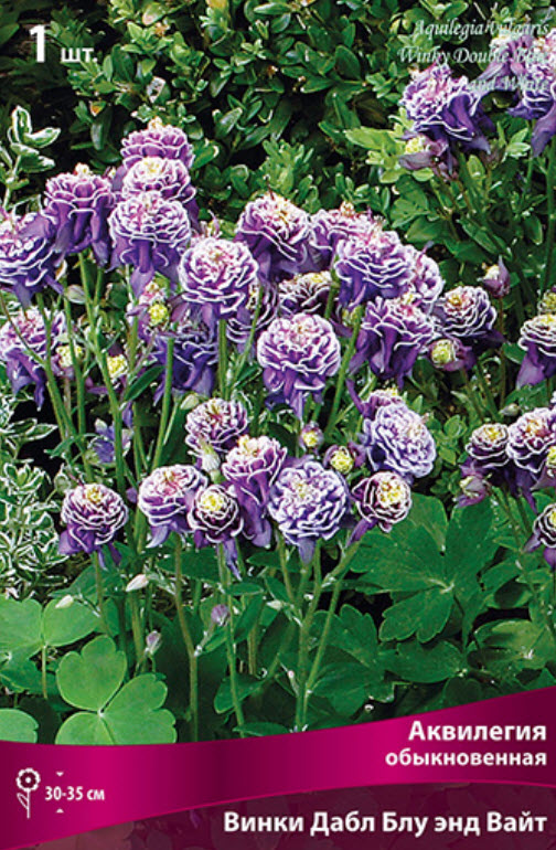 Корневище Аквилегия обыкновенная Винки Дабл Блу энд Вайт 1шт. Поиск 